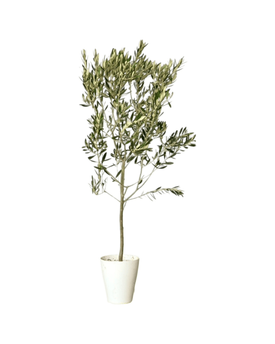 Olive Tree - Japan (1m up) - Potted plant - POTT - OLIV - GRWSML - 4569 - Tumbleweed Plants - Online Plant Delivery Singapore