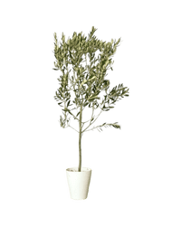 Olive Tree - Japan (1m up) - Potted plant - POTT - OLIV - GRWSML - 4569 - Tumbleweed Plants - Online Plant Delivery Singapore