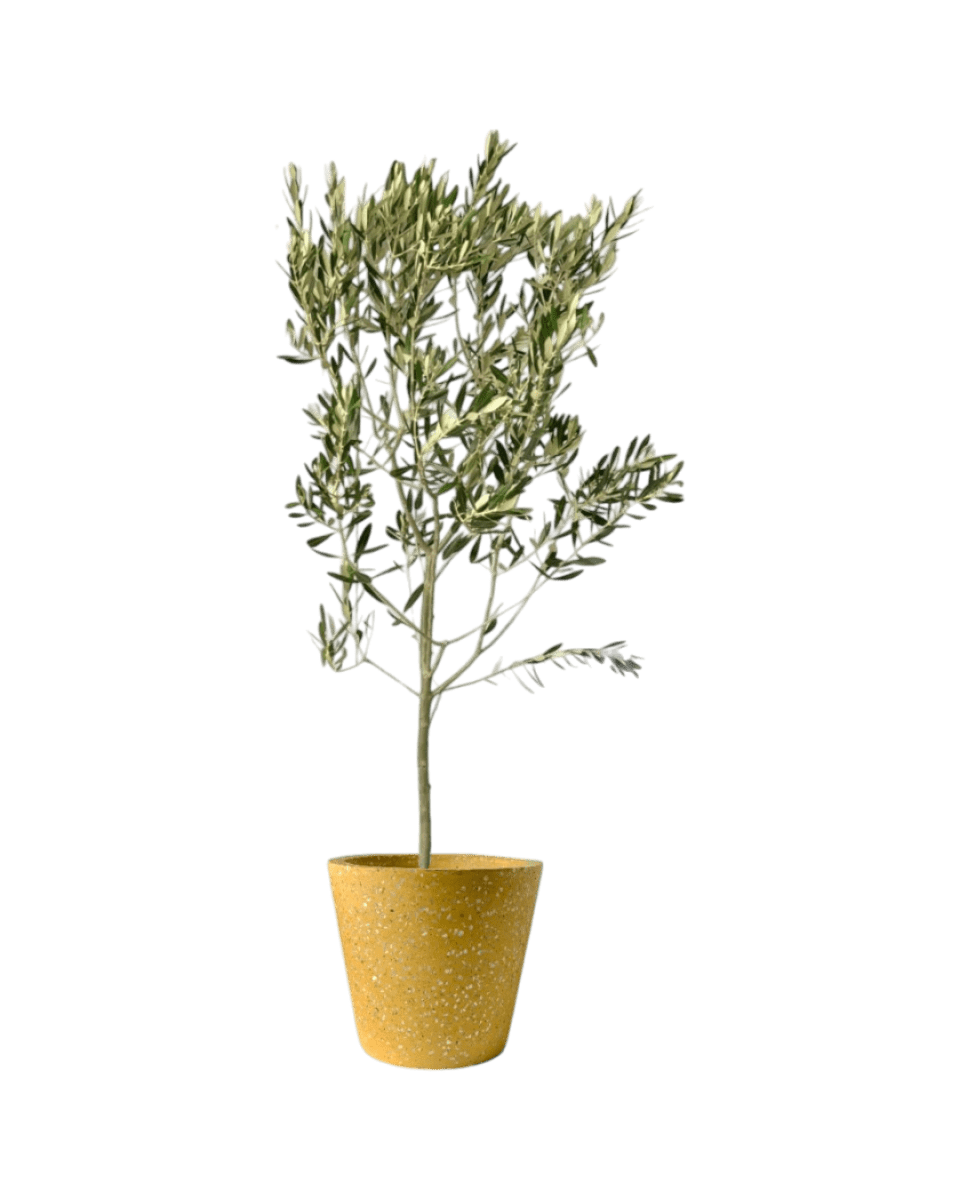 Olive Tree - Japan (1m up) - Potted plant - POTT - OLIV - TRRSML - 4567 - Tumbleweed Plants - Online Plant Delivery Singapore