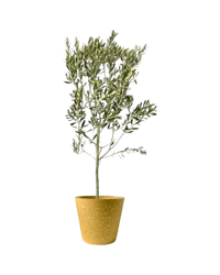 Olive Tree - Japan (1m up) - Potted plant - POTT - OLIV - TRRSML - 4567 - Tumbleweed Plants - Online Plant Delivery Singapore