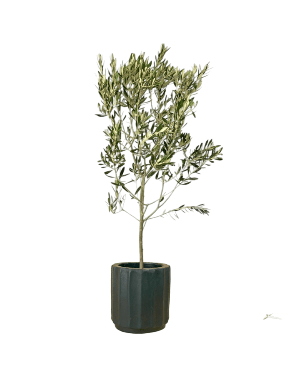 1.1m - 1.3m / roman planters - forest green