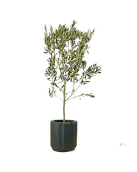 Olive Tree - Japan (1m up) - Potted plant - POTT - OLIV - TSSSML - 4560 - Tumbleweed Plants - Online Plant Delivery Singapore