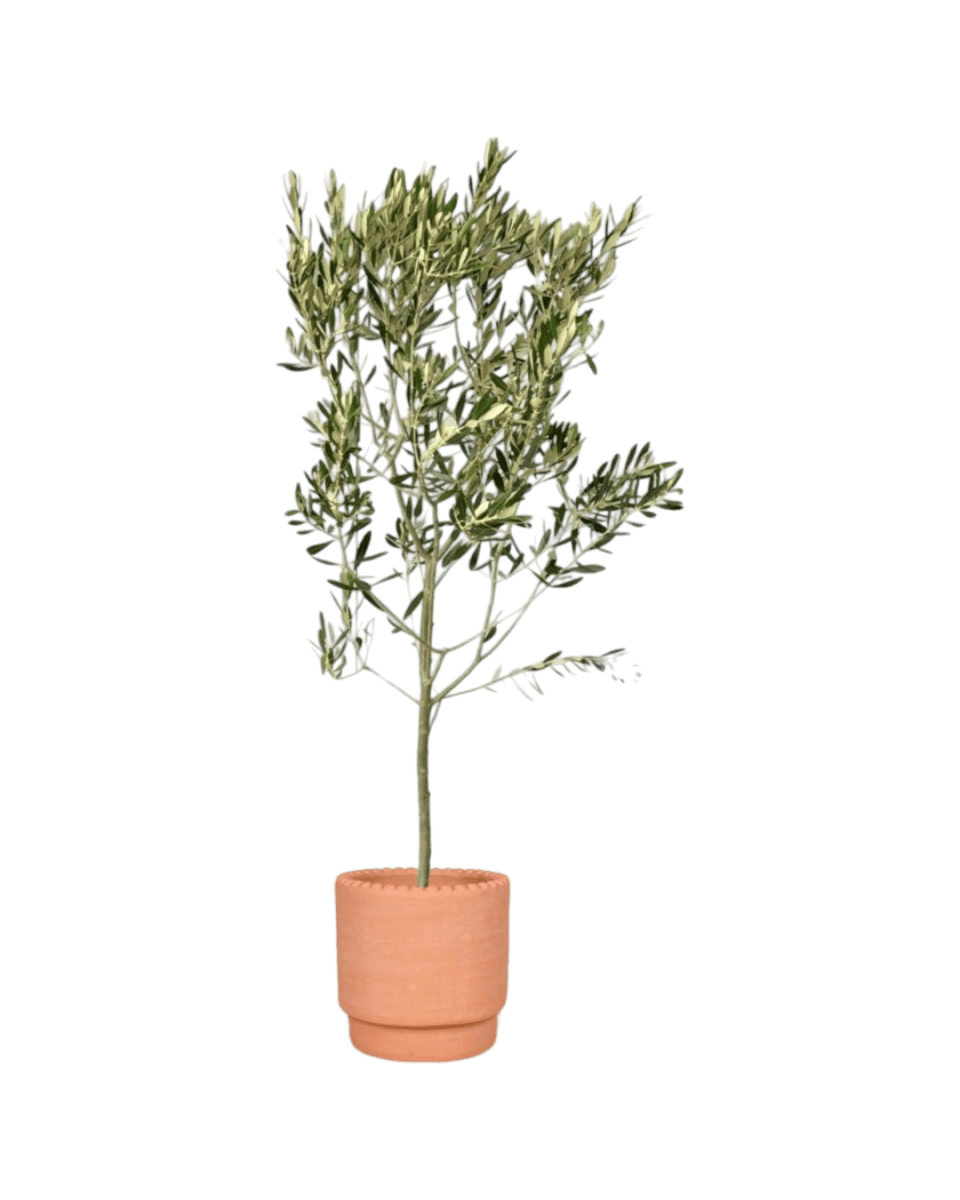 Olive Tree - Japan (1m up) - Potted plant - POTT - OLIV - GRWSML - 4562 - Tumbleweed Plants - Online Plant Delivery Singapore