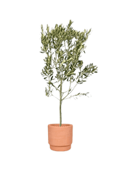 Olive Tree - Japan (1m up) - Potted plant - POTT - OLIV - GRWSML - 4562 - Tumbleweed Plants - Online Plant Delivery Singapore