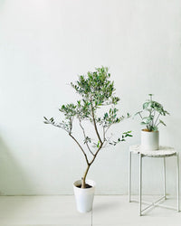 Olive Tree (Olea Europaea) (1.3m) - grow pot - Potted plant - Tumbleweed Plants - Online Plant Delivery Singapore