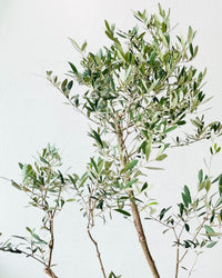 Olive Tree (Olea Europaea) (1.3m) - grow pot - Potted plant - Tumbleweed Plants - Online Plant Delivery Singapore