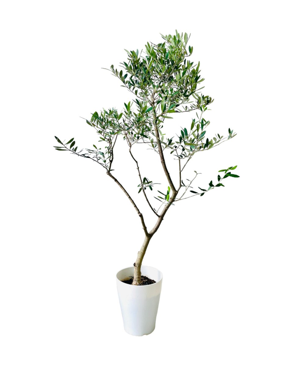 Olive Tree (Olea Europaea) (1.3m) - grow pot - Potted plant - Tumbleweed Plants - Online Plant Delivery Singapore