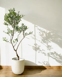 Olive Tree (Olea Europaea) (1.3m) - Potted plant - POTT - OLIV - DCR - 6418 - Tumbleweed Plants - Online Plant Delivery Singapore