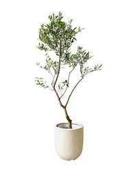 Olive Tree (Olea Europaea) (1.3m) - grow pot - Potted plant - Tumbleweed Plants - Online Plant Delivery Singapore