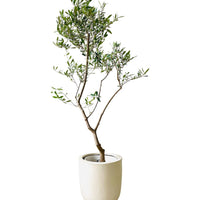 Olive Tree (Japan) (1m)