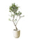 Olive Tree (Japan) (1m)