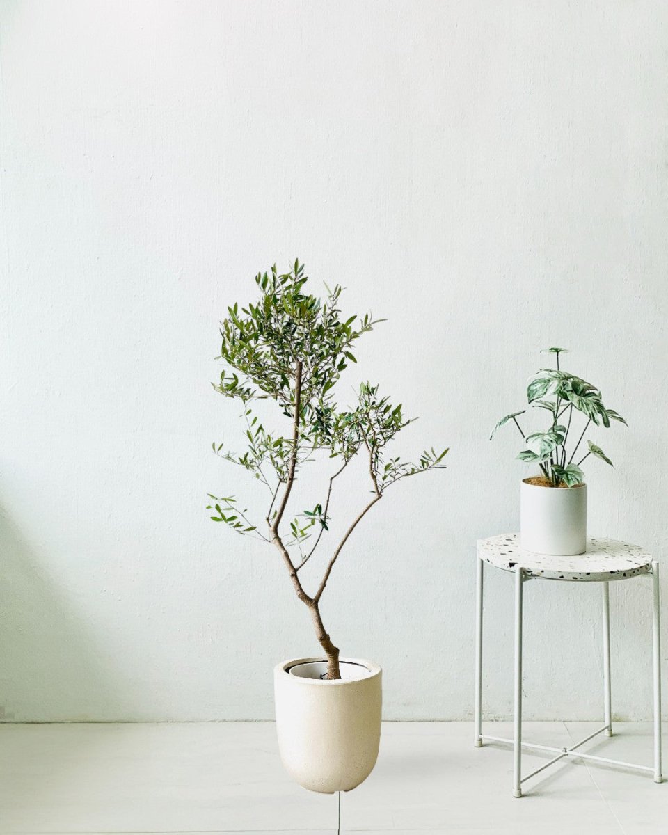 Olive Tree (Olea Europaea) (1.3m) - grow pot - Potted plant - Tumbleweed Plants - Online Plant Delivery Singapore