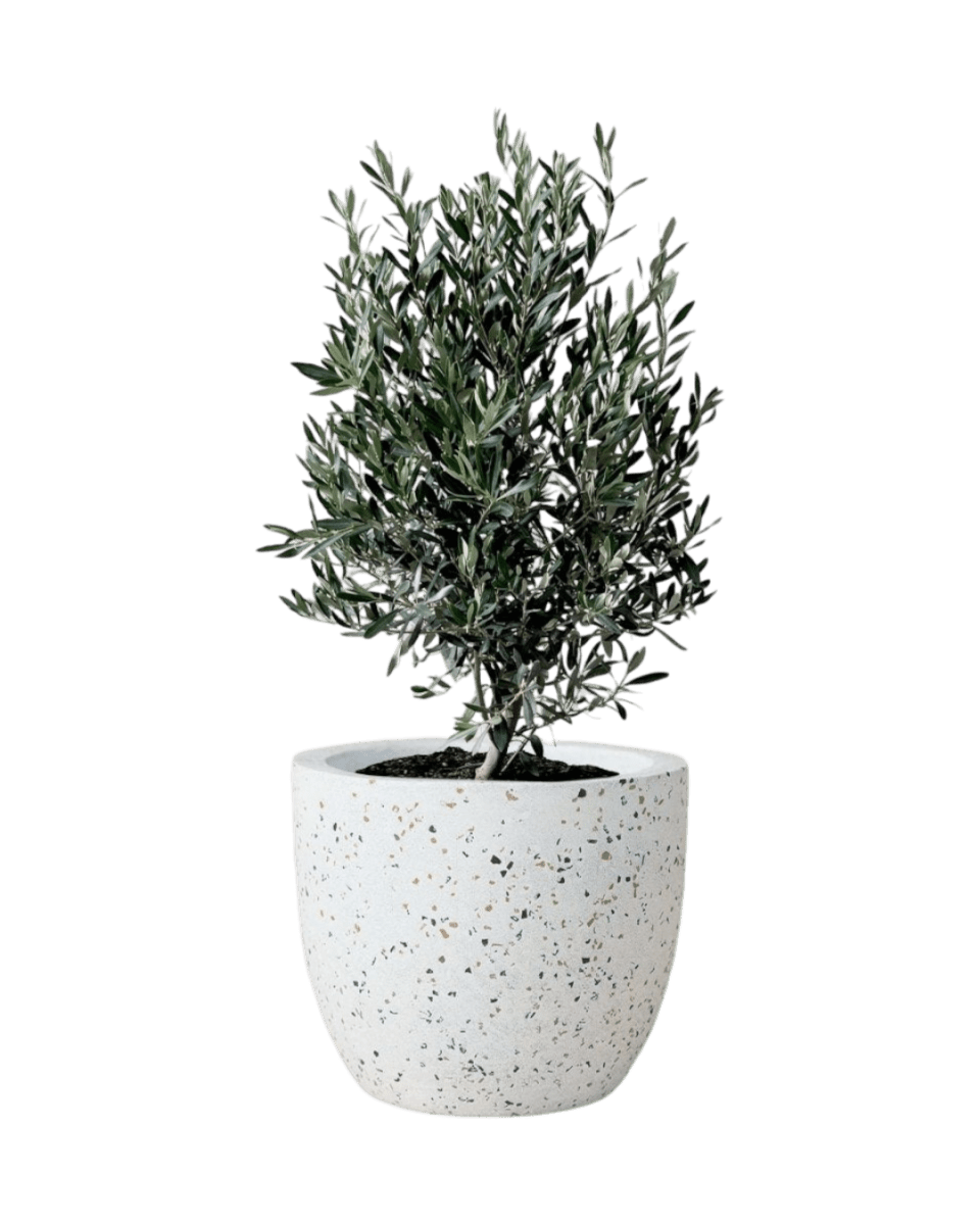 Olive Tree (Olea Europaea Holland) - Potted plant - POTT - OLIV - LRG - 3371 - Tumbleweed Plants - Online Plant Delivery Singapore