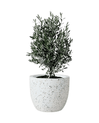 Olive Tree (Olea Europaea Holland) - Potted plant - POTT - OLIV - LRG - 3371 - Tumbleweed Plants - Online Plant Delivery Singapore