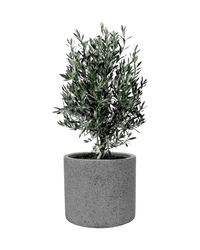 Olive Tree (Olea Europaea Holland) - Potted plant - POTT - OLIV - GRY - 3370 - Tumbleweed Plants - Online Plant Delivery Singapore