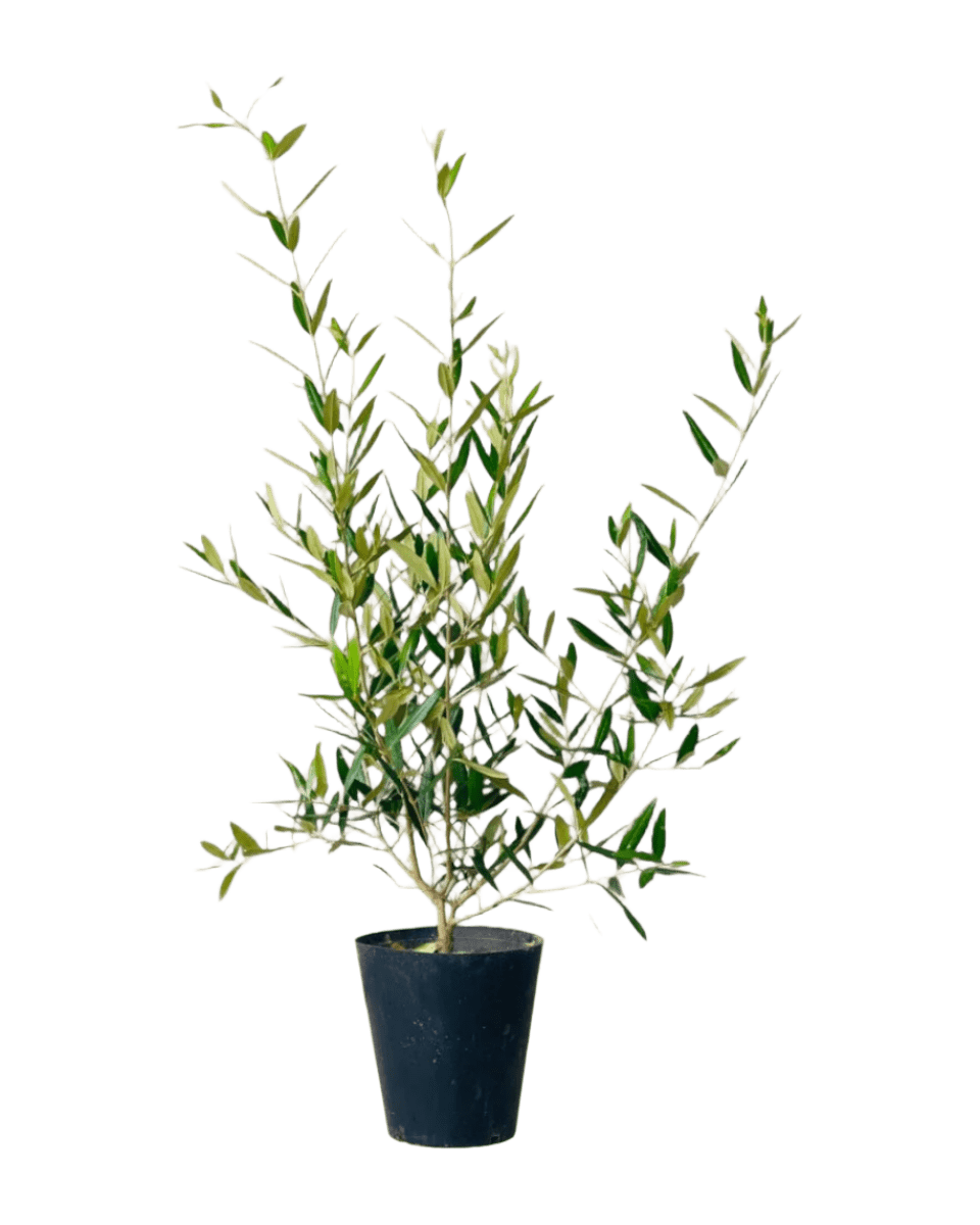 Olive Tree (Shodoshima Japan) - Potted plant - JUST - OLIV - GRW - 3770 - Tumbleweed Plants - Online Plant Delivery Singapore