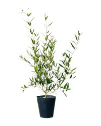 Olive Tree (Shodoshima Japan) - Potted plant - JUST - OLIV - GRW - 3770 - Tumbleweed Plants - Online Plant Delivery Singapore