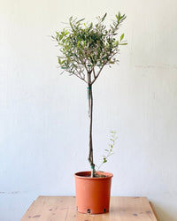 Olive Tree (Shodoshima Japan) - grow pot - Potted plant - Tumbleweed Plants - Online Plant Delivery Singapore