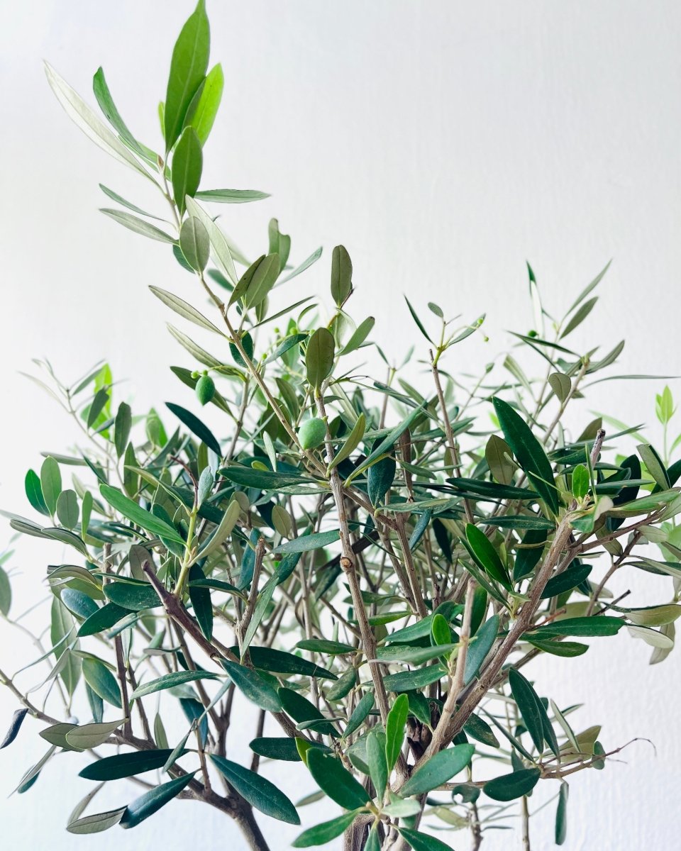 Olive Tree (Shodoshima Japan) - grow pot - Potted plant - Tumbleweed Plants - Online Plant Delivery Singapore