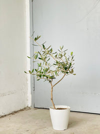 Olive Tree (Shodoshima Japan) - Potted plant - JUST - OLIV - GRW - 3770 - Tumbleweed Plants - Online Plant Delivery Singapore