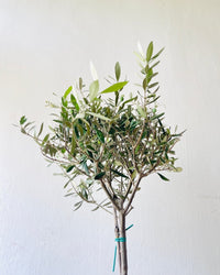 Olive Tree (Shodoshima Japan) - grow pot - Potted plant - Tumbleweed Plants - Online Plant Delivery Singapore