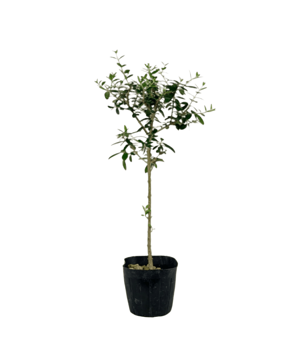 Olive Tree (Shodoshima Japan) - Potted plant - JUST - OLIV - GRW - 3770 - Tumbleweed Plants - Online Plant Delivery Singapore