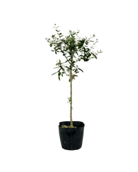 Olive Tree (Shodoshima Japan) - Potted plant - JUST - OLIV - GRW - 3770 - Tumbleweed Plants - Online Plant Delivery Singapore