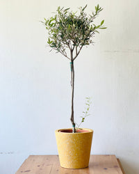 Olive Tree (Shodoshima Japan) - grow pot - Potted plant - Tumbleweed Plants - Online Plant Delivery Singapore