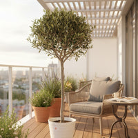 Olive Topiary - Japan