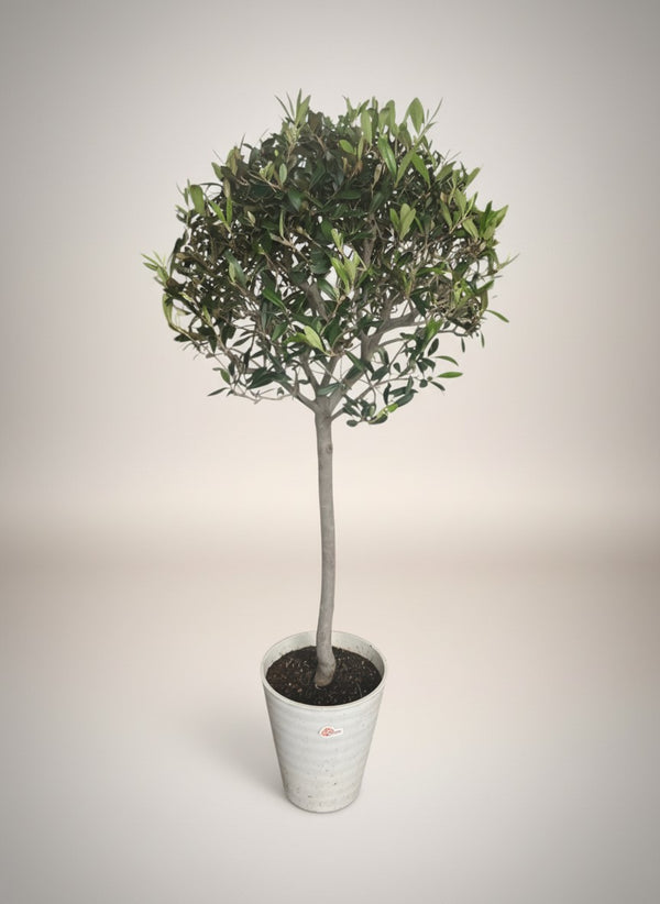 Tumbleweed Plants