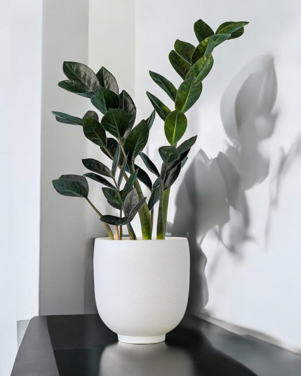 Orb White Planter - Pots - 5383546594696 - Tumbleweed Plants - Online Plant Delivery Singapore