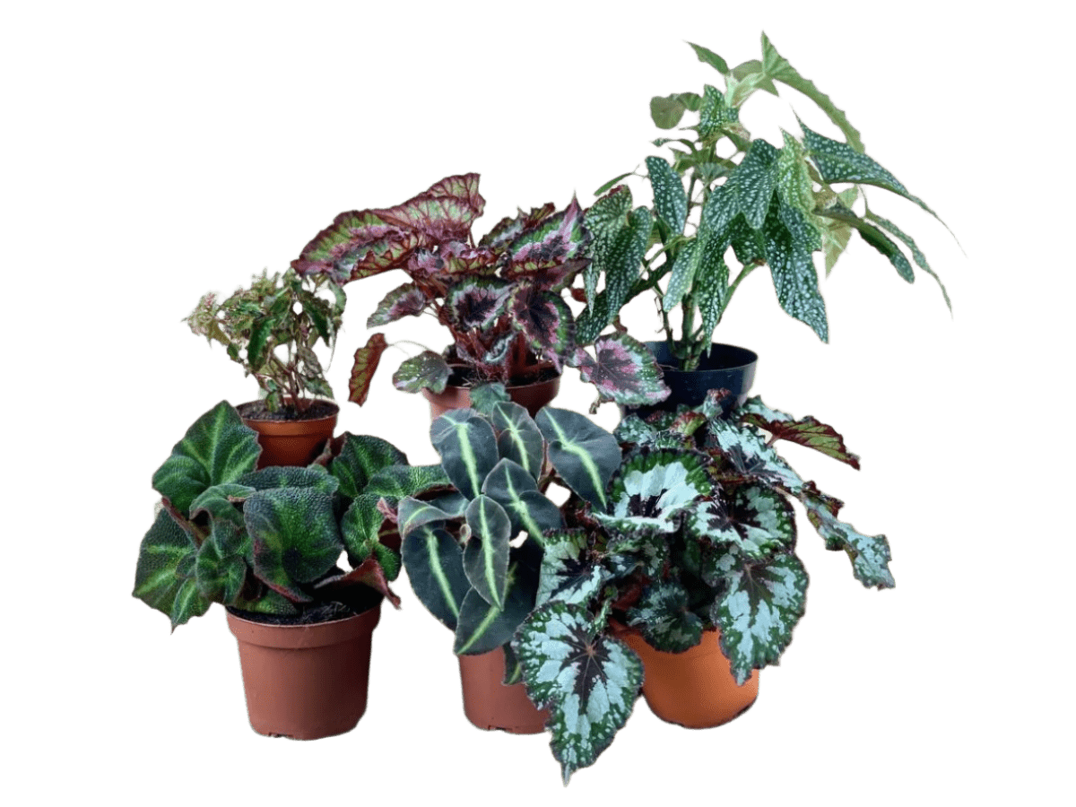 ORDER A GARDEN (Begonia) - grow pot - Potted plant - Tumbleweed Plants - Online Plant Delivery Singapore