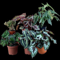 ORDER A GARDEN (Begonia)