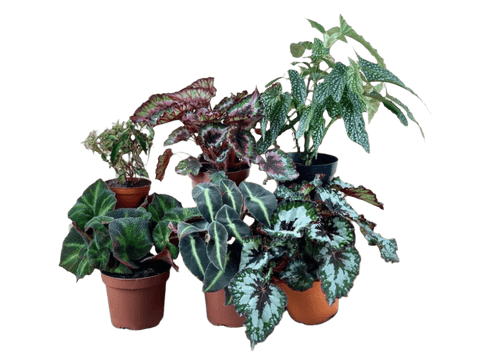 ORDER A GARDEN (Begonia)