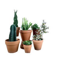 ORDER A GARDEN (Cactus)