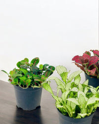 ORDER A GARDEN (Fittonia) - grow pot - Potted plant - Tumbleweed Plants - Online Plant Delivery Singapore