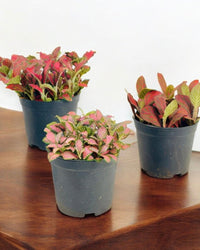 ORDER A GARDEN (Fittonia) - grow pot - Potted plant - Tumbleweed Plants - Online Plant Delivery Singapore