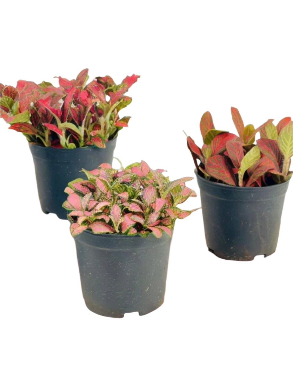 ORDER A GARDEN (Fittonia) - grow pot - Potted plant - Tumbleweed Plants - Online Plant Delivery Singapore