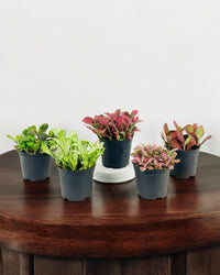 ORDER A GARDEN (Fittonia) - grow pot - Potted plant - Tumbleweed Plants - Online Plant Delivery Singapore