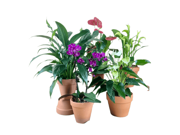 ORDER A GARDEN (Flowering) - grow pot - Potted plant - Tumbleweed Plants - Online Plant Delivery Singapore