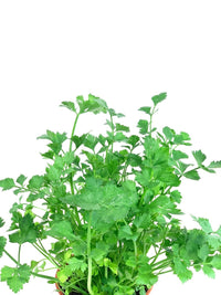 ORDER A GARDEN (Herbs) - Potted plant - Tumbleweed Plants - Online Plant Delivery Singapore