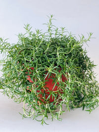 ORDER A GARDEN (Herbs) - Potted plant - Tumbleweed Plants - Online Plant Delivery Singapore