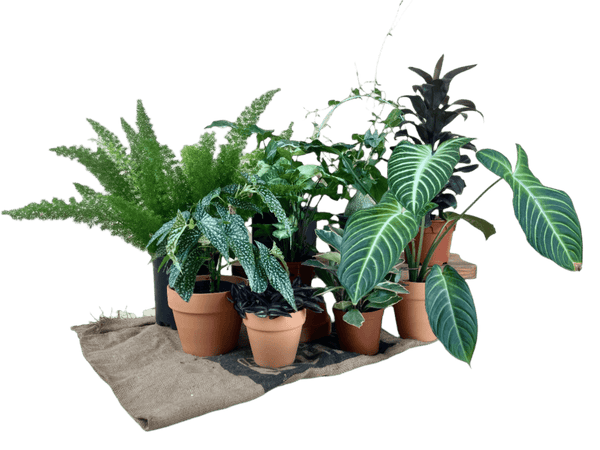 ORDER A GARDEN (Medium - Small) - Potted plant - JUST - ORDE - TMBGRW - 3134 - Tumbleweed Plants - Online Plant Delivery Singapore