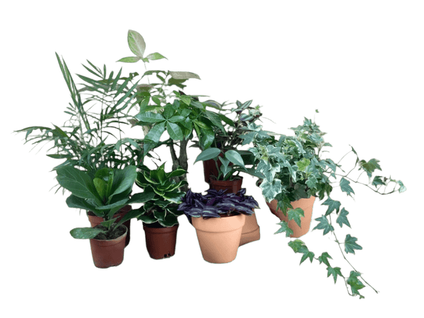 ORDER A GARDEN (Small) - Tumbleweed Picks - Potted plant - Tumbleweed Plants - Online Plant Delivery Singapore