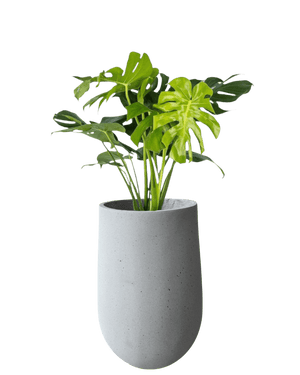 Ovalo Planter XL - Planter - OVAL - 6952 - Tumbleweed Plants - Online Plant Delivery Singapore