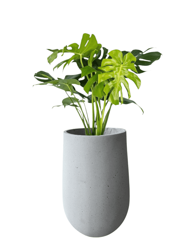 Ovalo Planter XL - Planter - OVAL - 6952 - Tumbleweed Plants - Online Plant Delivery Singapore