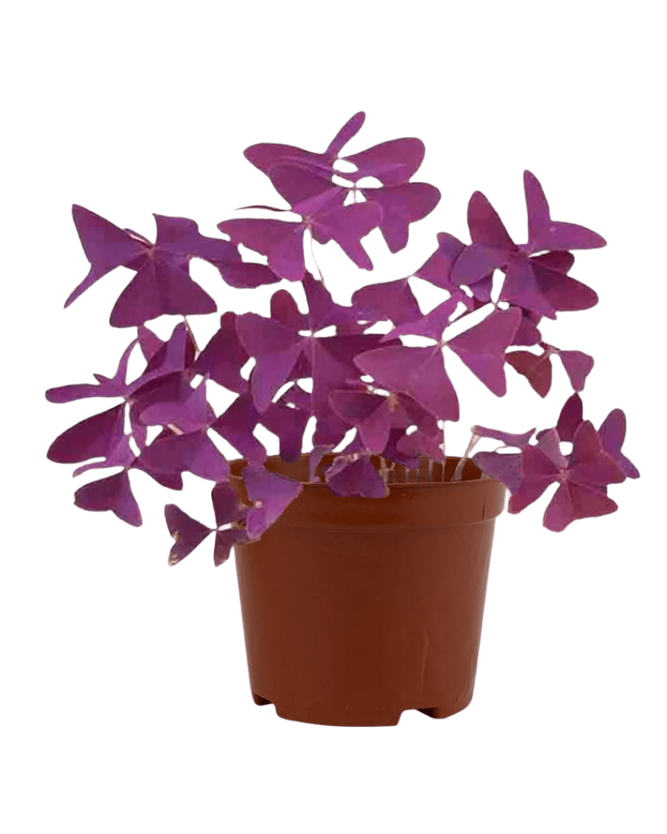 Oxalis Triangularis Purple Shamrocks - Potted plant - JUST - OXAL - GRW - 2464 - Tumbleweed Plants - Online Plant Delivery Singapore