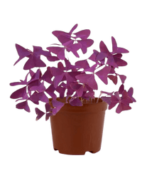 Oxalis Triangularis Purple Shamrocks