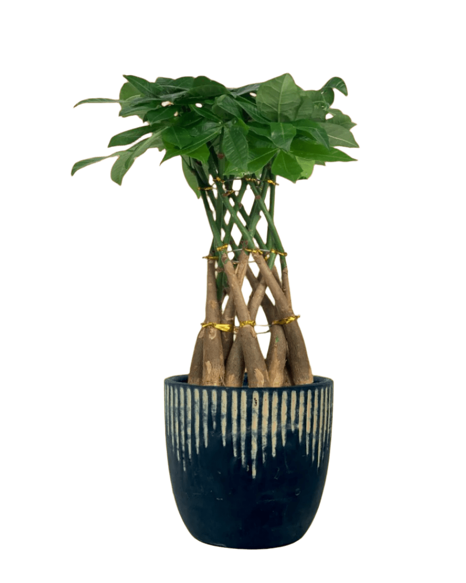 Pachira Grove (Spiral Combo) - grow pot - Potted plant - Tumbleweed Plants - Online Plant Delivery Singapore