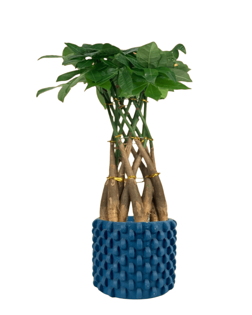 Pachira Grove (Spiral Combo) - grow pot - Potted plant - Tumbleweed Plants - Online Plant Delivery Singapore